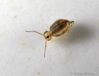 : Bourletiella christianseni; Springtail