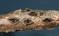 : Callirhytis perdens; Ruptured Twig Gall Wasp;