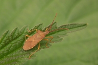 : Coreus marginatus