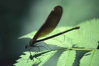 : Damselfly sp.; Damselfly