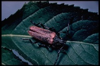 : Desmocerus auripennis; Elder Borer