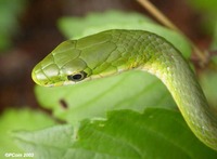 : Opheodrys aestivus; Rough Green Snake;