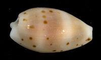 : Cypraea punctata