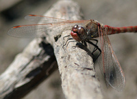 : Sympetrum madidum; Red-veined Meadowhawk