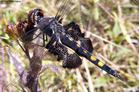 : Tramea lacerata; Black Saddlebags Dragonfly