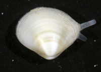 : Tellina robusta