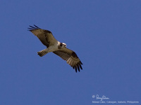 Osprey Scientific name - Pandion haliaetus