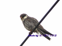 비둘기조롱이 [red-footed falcon]