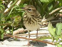 Pechora Pipit Anthus gustavi