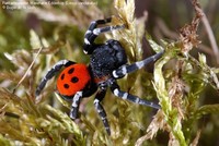 Rørkartespinder, Mariehøne Edderkop (Eresus sandaliatus) Foto/billede af