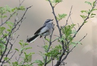 センニョヒタキ Fairy Flycatcher Stenostira scita