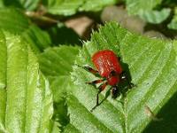 Apoderus coryli - Hazel leaf-roller weevil