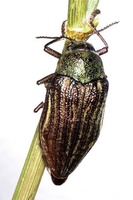 Julodis pubescens