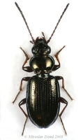 Metallina properans