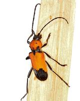Purpuricenus desfontainii desfontainii
