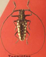 Taeniotes subocellatus