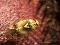 Lygus pratensis
