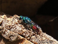 Chrysis fulgida