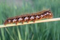 Euthrix potatoria - The Drinker