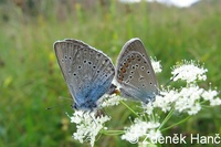 Polyommatus amandus - Amandas Blue