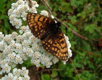 Melitaea athalia - Heath Fritillary