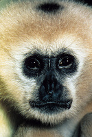 Northern white-cheeked gibbon (Nomascus leucogenys)