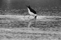 Pied stilt feeding