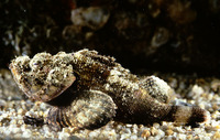 Scorpaenopsis gibbosa, Humpback scorpionfish: fisheries