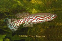 Fundulopanchax puerzli, : aquarium
