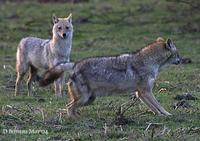 Image of: Canis aureus (golden jackal)
