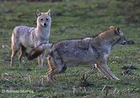 Image of: Canis aureus (golden jackal)