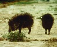 Image of: Catagonus wagneri (Chacoan peccary)