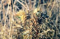 Tylopsis lilifolia