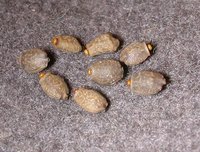 Lonchodes mindanaense