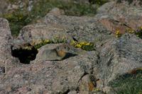 Image of: Ochotona princeps (American pika)