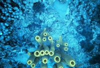 Aplysina fistularis