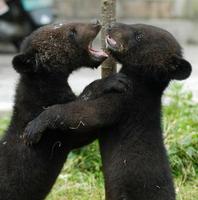 Image of: Ursus thibetanus (Asiatic black bear)