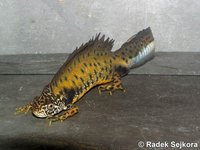 Triturus dobrogicus macrosomus