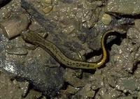 Image of: Eurycea bislineata (northern two-lined salamander)