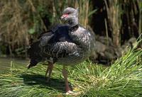 Chauna torquata - Southern Screamer