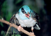 Cissa chinensis - Green Magpie