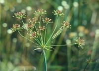 Image of: Papilio polyxenes