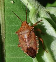 Image of: Pentatomidae (stink bugs and terrestrial turtle bugs)