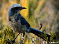 Image of: Aphelocoma coerulescens (Florida scrub jay)