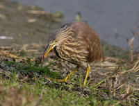 Image of: Ardeola bacchus (Chinese pond heron)