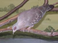 Image of: Columba guinea (speckled pigeon)