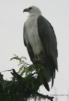 Image of: Haliaeetus leucogaster (white-bellied sea eagle)