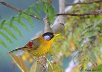 Image of: Leiothrix argentauris (silver-eared mesia)