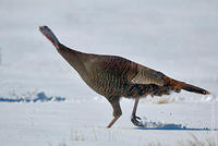 Image of: Meleagris gallopavo (wild turkey)