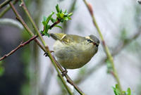 Image of: Phylloscopus pulcher (buff-barred warbler)